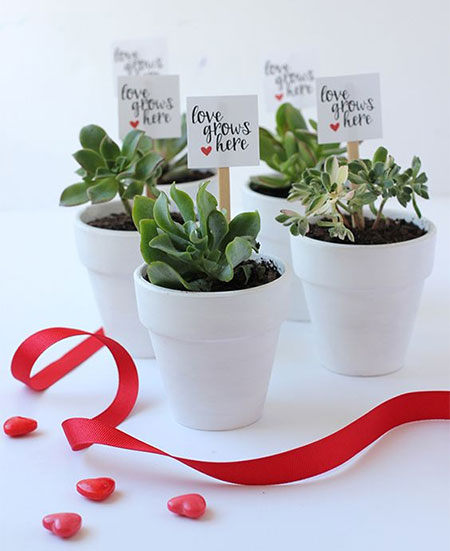 Ditch the Roses and Buy a Pretty Plant Instead