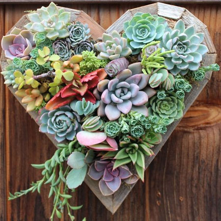 heart shaped arrangement succulents
