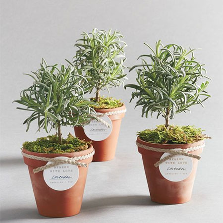 potted herbs for valentines day