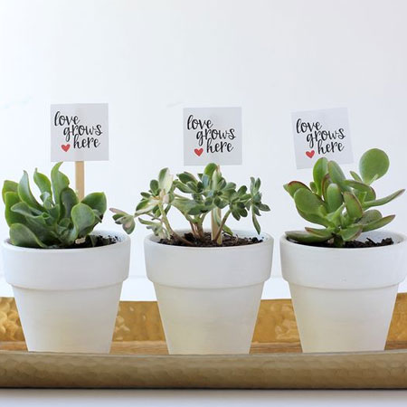 succulent garden valentines day gift idea