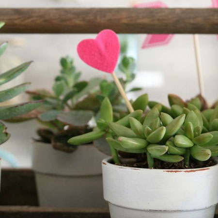 succulent gifts valentines day