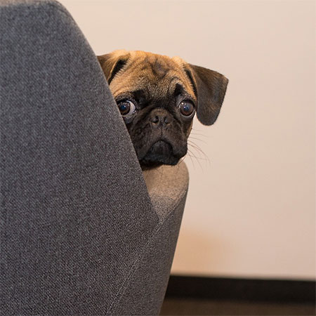 Protect Your Home From Pets