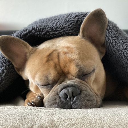 Protect Your Home From Pets