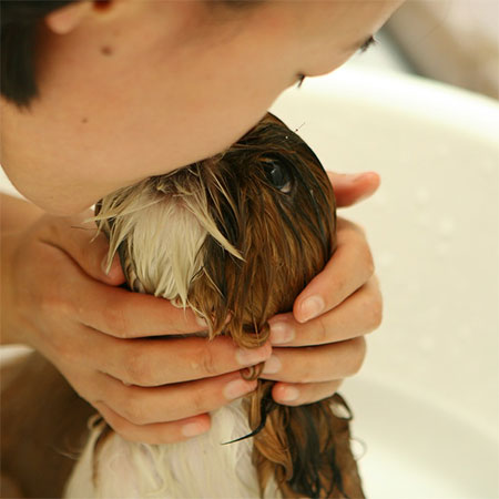 Protect Your Home From Pets