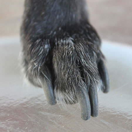 Protect Your Home From Pets