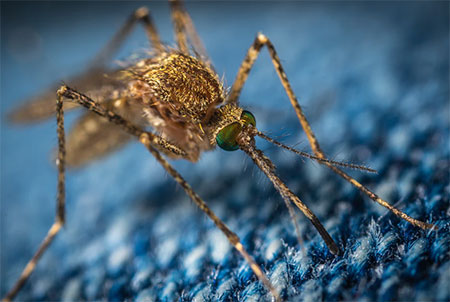 6 Steps to a Mosquito-Proofed Home