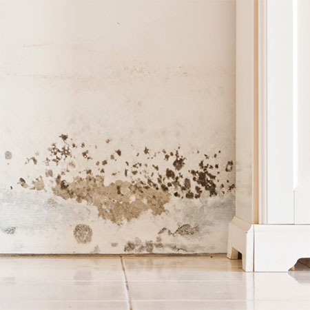 musty smell sign of mould