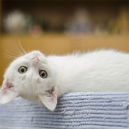 Keeping Home Clean After Getting Kitten