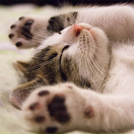 Keeping Home Clean After Getting Kitten