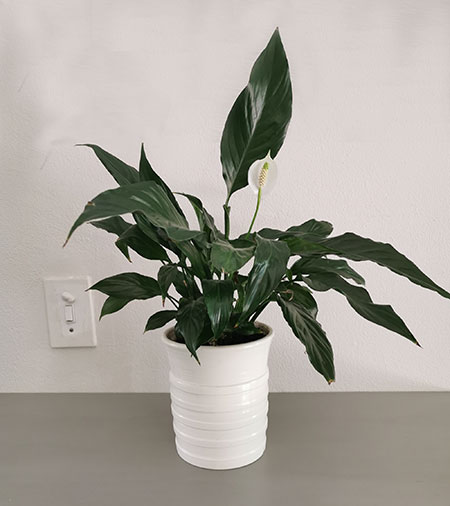 How to Turn any Vase into a Decorative Planter