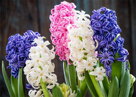 6 Steps to Caring for Hyacinth Until They Fully Bloom