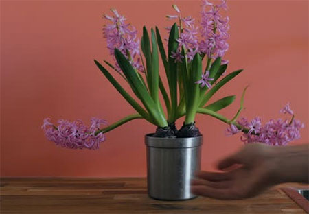 6 Steps to Caring for Hyacinth Until They Fully Bloom