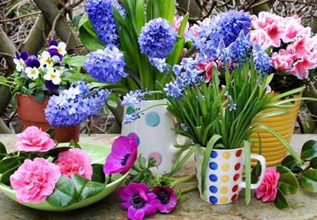 6 Steps to Caring for Hyacinth Until They Fully Bloom