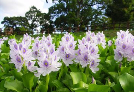 6 Steps to Caring for Hyacinth Until They Fully Bloom