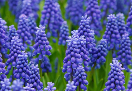 6 Steps to Caring for Hyacinth Until They Fully Bloom
