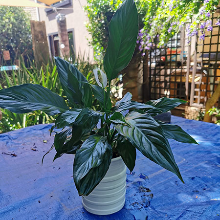 How to Turn any Vase into a Decorative Planter