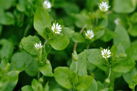 chickweed