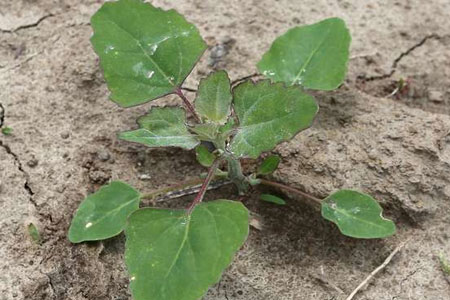 lambsquarters