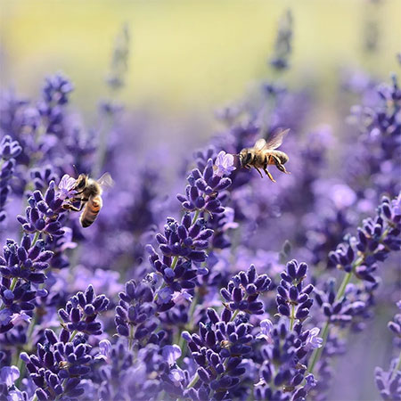 Attract Wildlife to your Garden