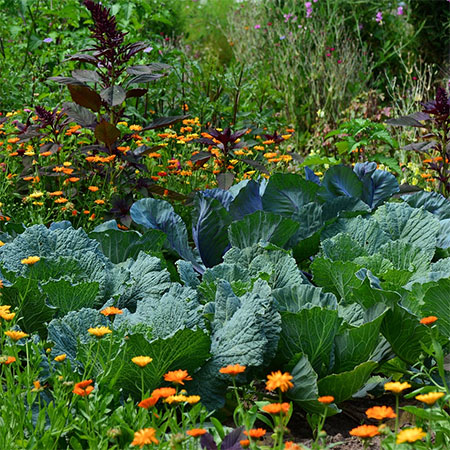 Grow your own Produce