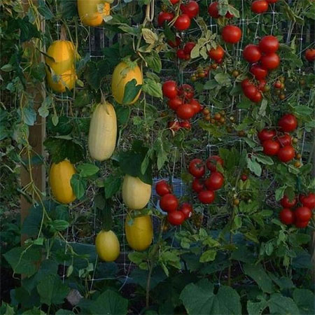 how to establish vertical vegetable garden