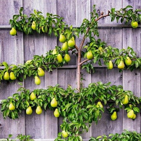 espalier method for fruit trees