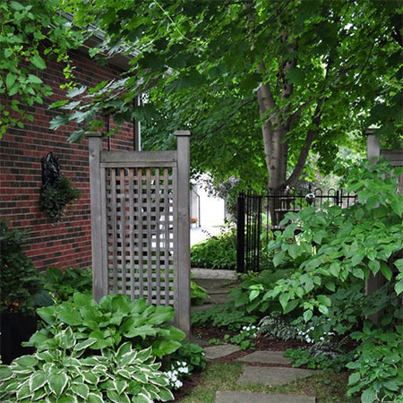 plant indigenous trees for shade in garden