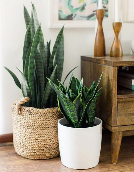 choose plant pots for indoor house plants
