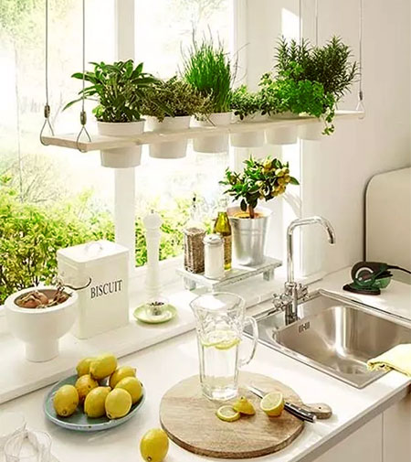 Herbs to Grow in a Sunny Kitchen Window