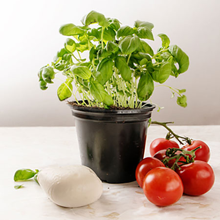 grow basil on kitchen window sill