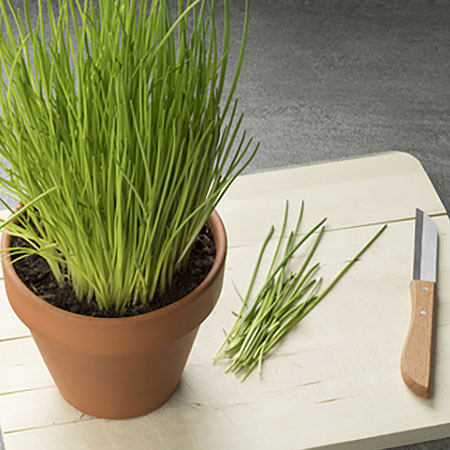 grow chives on kitchen window sill