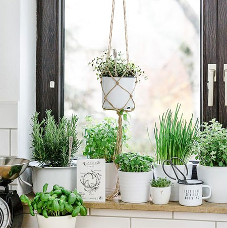 how to plant kitchen herbs