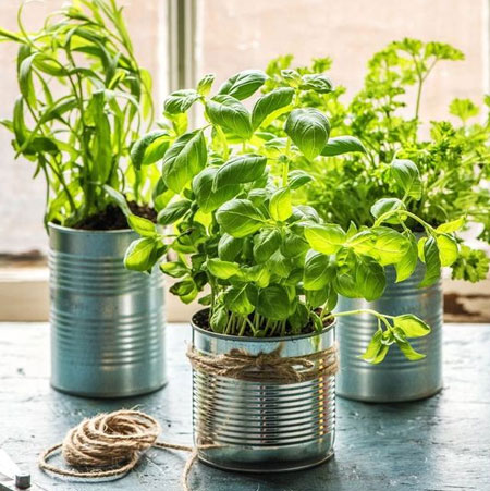 plant herbs for kitchen window sill