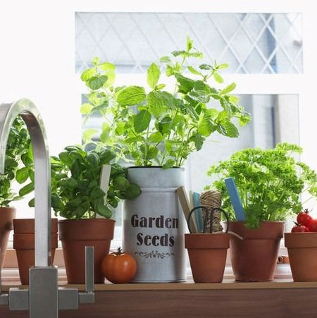 what herbs to grow kitchen windowsill
