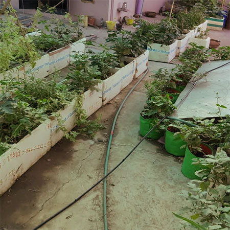 grow your own vegetables