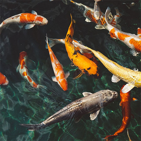 Here's Why You Should Own a Koi Pond 