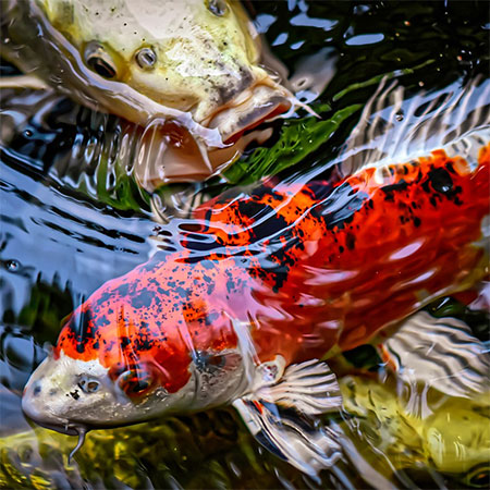 Here's Why You Should Own a Koi Pond 