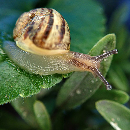 pest free garden