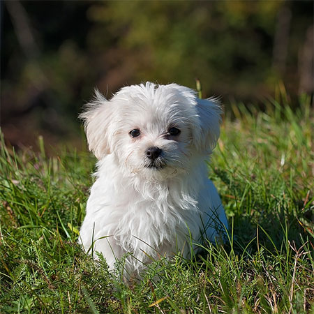 Dog Breeds That Can Live in Small Spaces