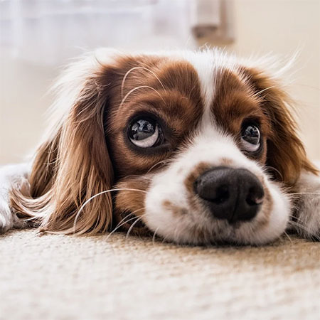 Dog Breeds That Can Live in Small Spaces