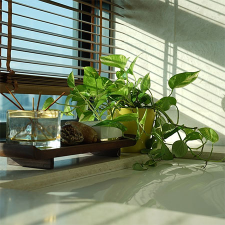 House plants lift energy levels