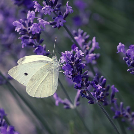Why You Should Start Growing Lavender