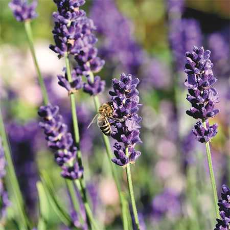 lavender to attract bees and butterflies