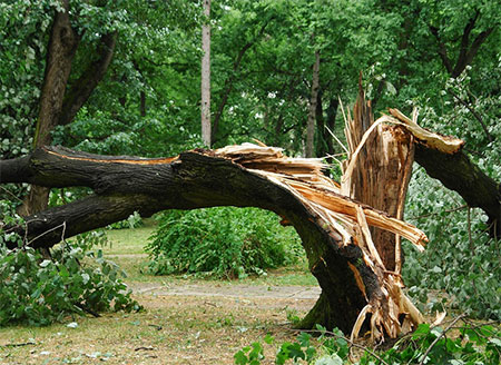 5 Signs You Need To Remove A Tree From Your Lawn