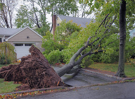 5 Signs You Need To Remove A Tree From Your Lawn 