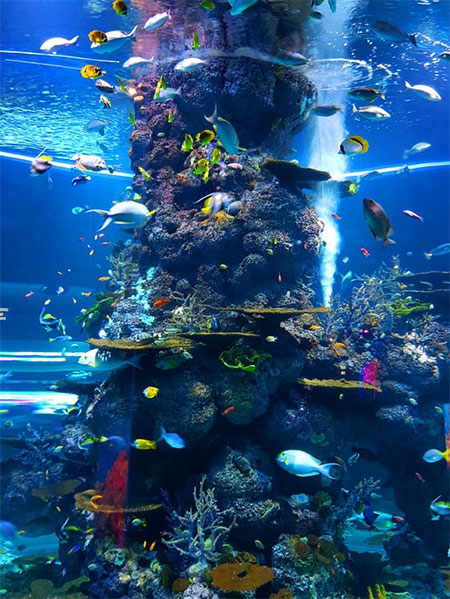 Top Freshwater Fish Species for Your Aquarium