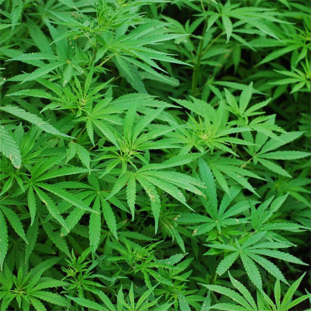Everything You Need to Know About Growing Cannabis