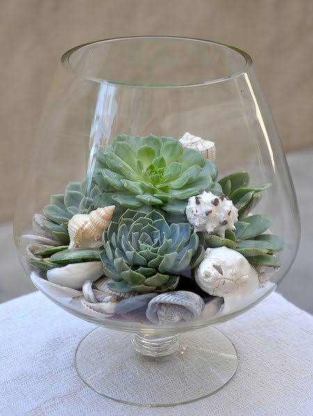 succulent in glass