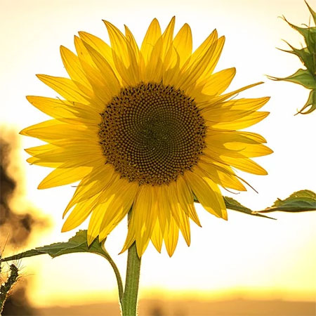 why plants need sunshine