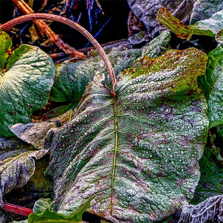 protect plants from frost